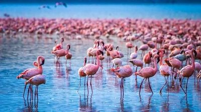 Tour Châu Phi: Hành trình khám phá Kenya - Namibia 13N12Đ - Image - 25379