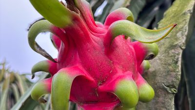 2-Day Mekong Delta Homestay &amp; Herbal Foot Soak Experience - Image - 20971