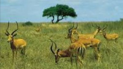 3-Day Maasai Mara Fly-in Safari from Mombasa - Image - 26601