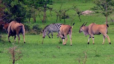 6-Day Budget Friendly African Safari and Gorilla Trekking - Image - 26678