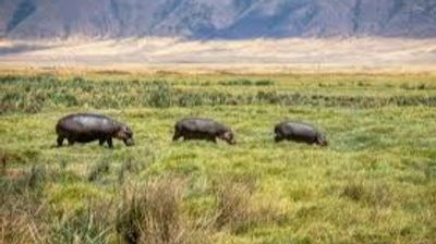 3-Day Mikumi Fly-In Safari Escape – Wildlife Adventure from Zanzibar - Image - 18306