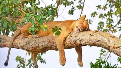 7-Day Short Vacation Package – Safari & Gorilla Trekking - Image - 26683