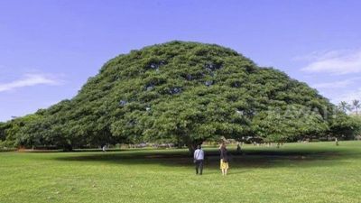 Tour Hawaii: Haiwaii - Honolulu - Polynesian Cultural Center - North Shore 5N4Đ - Image - 25516
