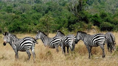 14-Day Uganda Vacation Package and Tour to See Gorillas - Image - 26664