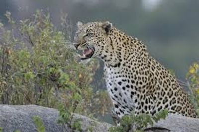 4 DAYS SERENGETI WILDERNESS ADVENTURE - Image - 2938