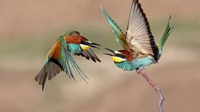 25 Days Kenya Wildlife & Bird Photography Safari Tour - Image - 21858
