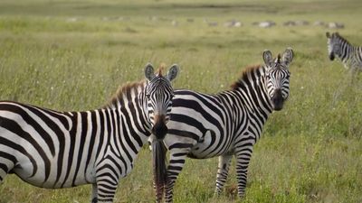 8-Day Mid-Range Mara River and Great Migration (Jul-Oct) - Image - 20590