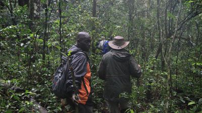 1 Day Gorilla Trekking Experience - Image - 21784