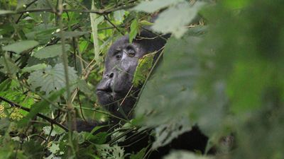 3-day Primate Tracking Rwanda Safari - Image - 21955