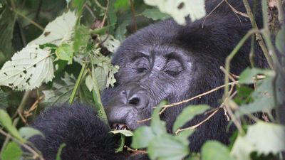 1 Day Gorilla Trekking Experience - Image - 21781