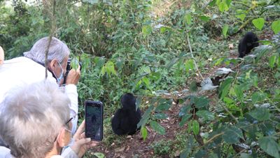 2 Days Gorilla and golden monkey Trekking Safari - Image - 21794