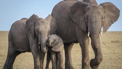 10-Day Tanzania Luxury Honeymoon Safari & Zanzibar Romance Escape - Image - 17911