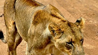 Mombasa City Tour – Fort Jesus, Old Town & Culture - Image - 21255