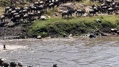 5-Day Maasai Mara Migration Tour & Lake Nakuru Safari 2026 - Image - 25668