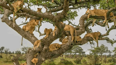 8-Day Custom Safari (Big 5) & Gorilla Trekking in Uganda - Image - 26695
