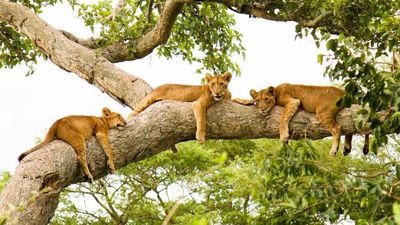 14-Day Uganda Vacation Package and Tour to See Gorillas - Image - 26669
