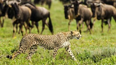 6-Days Serengeti Migration & Big Five Safari - Image - 15200