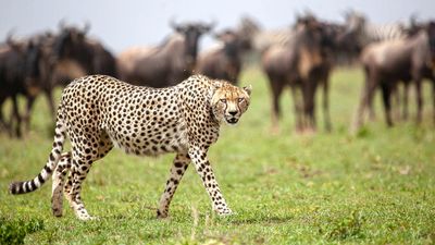 5 DAYS SERENGETI GREAT MIGRATION - Image - 7569