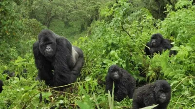 6 Days Uganda Primates and Wildlife Safari - Image - 10544