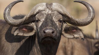 6-Day Tanzania Wildlife Discovery – Mid-Range Safari Adventure - Image - 18190