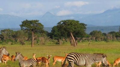 8-Day Southern Tanzania Safari Expedition – Nyerere, Ruaha & Mikumi Wilderness Adventure - Image - 18025