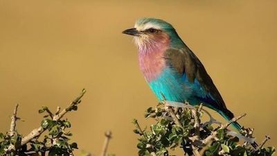 25 Days Kenya Wildlife & Bird Photography Safari Tour - Image - 21857
