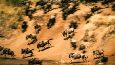 4 Days Maasai Mara Great Wildebeest Migration Safari 2026 - Image - 25657