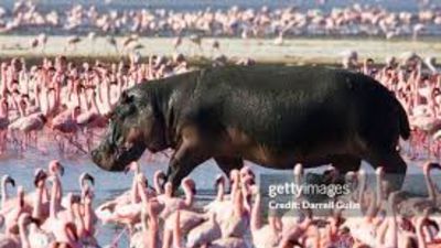 1 Day Lake Nakuru National Park Tour - Image - 18944