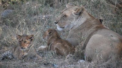 4-Day All-Inclusive Premium Serengeti Safari Experience - Image - 15171