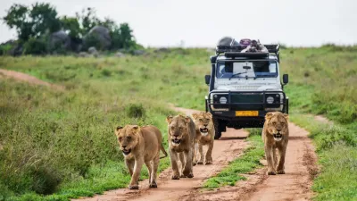 4-Day Kruger Safari & Panorama Route - Private Transfers - Image - 14049