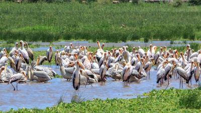3-Day Family & Couple Safari – Lakes, Crater & Savannah - Image - 21961