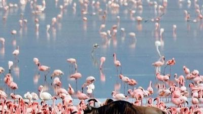 6-Day Tanzania Budget-Friendly Group Camping Adventure - Image - 25021