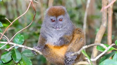 Discover Analamazaotra Park And Ankanin'ny Nofy 5 days - Image - 14932