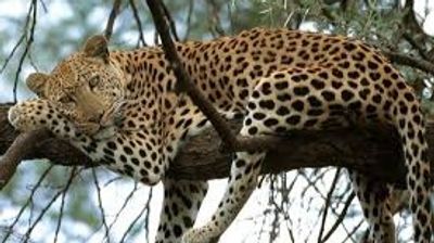 Ultimate Nairobi Wildlife Day Tour ,Nairobi in One Day Safari ,Sunrise Safari & Giraffe Experience - Image - 19841
