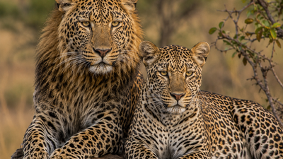 A Romantic Journey Through Kenya's Most Spectacular Wildlife Parks and Luxury Safari Lodge - Image - 25200