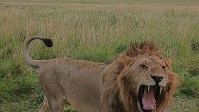5-Day Naivasha, Lake Nakuru and Masai Mara Safari - Image - 18883