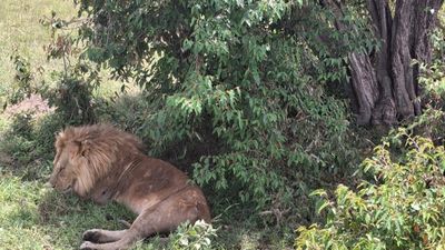 4 Days Masai Mara Budget Group Safari – Big Five Experience - Image - 13015