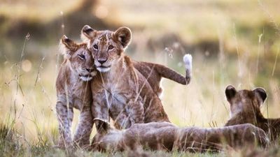 7-Day Safari and Beach Holiday in Kenya Adventures: Safari Thrills & Beach Bliss - Image - 19058