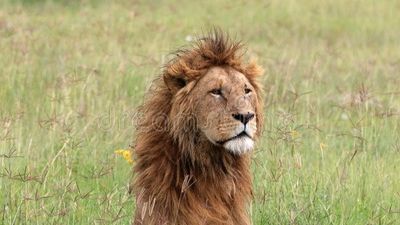 3-Day Ngorongoro, Cofee Tour (Mid-Range Escape ) - Image - 25061