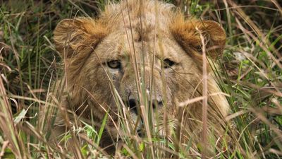 7-Day Safari and Beach Holiday in Kenya Adventures: Safari Thrills & Beach Bliss - Image - 19059