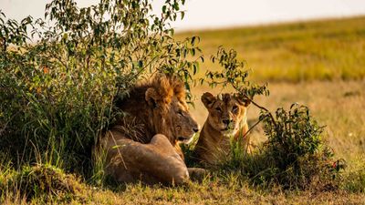 7-Day Kenya Safari Tour: Ultimate Cultural and Safari Adventure Experience - Image - 25403