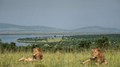 3-day Akagera National Park Wildlife Safari - Image - 21842