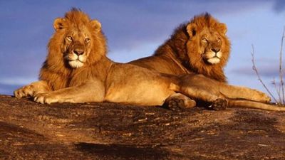3-Day Tsavo East & Tsavo West Safari from Mombasa - Image - 25577