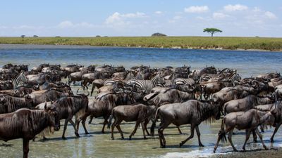 8-Day Tanzania Luxury Safari Expedition – Ultimate Wildlife & Wilderness Experience - Image - 18278