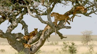 3 days Exploring Kenya Masai Mara Safari from Nairobi - Image - 19050