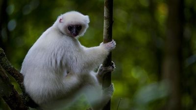 Discover Analamazaotra Park And Ankanin'ny Nofy 5 days - Image - 14933