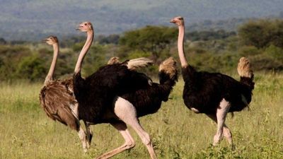 6-Day Luxury Fly-in Migration Safari - Image - 25252
