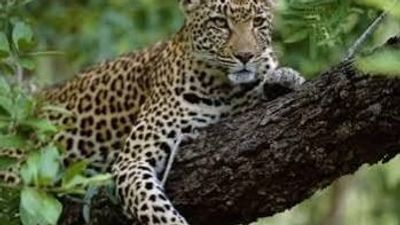 Kenya Photographic Safari Itinerary for the Great Migration: Tsavo to Maasai Mara River Crossings (Peak Season Guide) - Image - 20749