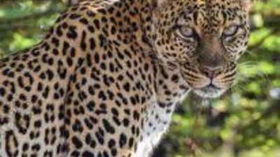 5 Days Masai Mara Migration & Nakuru Big Five Budget Safari - Image - 21770
