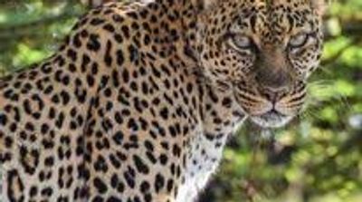 Best of Kenya Safari – Big Five, Rhinos & Balloon Experience - Image - 20730